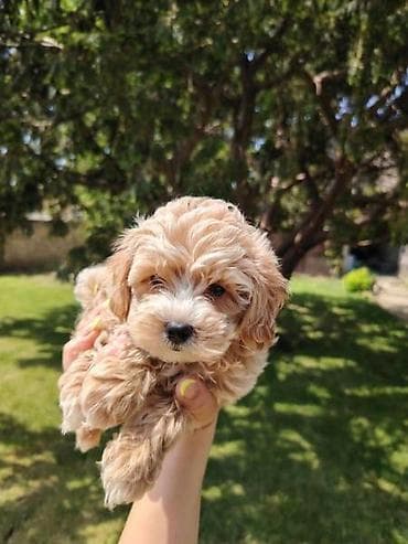 Prelepi maltipoo stenci spremni za preuzimanje,od sitnih roditelja at lalafo.rs — 2 Prelepi maltipoo stenci spremni za preuzimanje,od sitnih roditelja — 2