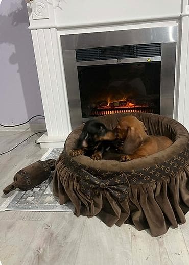 Patuljasti jazavičari kratkodlaki Patuljasti jazavičari kratkodlaki na lalafo.rs Patuljasti jazavičari kratkodlaki Patuljasti jazavičari kratkodlaki