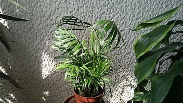 Palma Shamaedorea sa prve slike je 800, Filadendron Brasil sa druge je na lalafo.rs Palma Shamaedorea sa prve slike je 800, Filadendron Brasil sa druge je