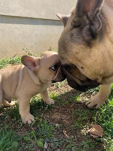 za svaki dan: Dostupni vrhunski štenci francuskog buldoga Na raspolaganju jos dva at lalafo.rs — 2 za svaki dan: Dostupni vrhunski štenci francuskog buldoga Na raspolaganju jos dva — 2