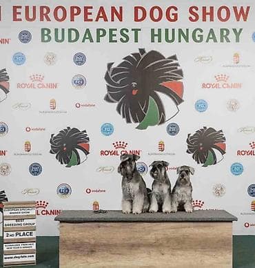 zenske broj: Patuljasti ŠNAUCERI biber so Odgajivacnica PATULJASTIH SNAUCERA Belih at lalafo.rs — 6 zenske broj: Patuljasti ŠNAUCERI biber so Odgajivacnica PATULJASTIH SNAUCERA Belih — 6