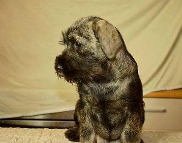 zenske original guess: Srednji šnaucer, ženska štenad Na prodaju ženska štenad srednjeg na lalafo.rs — 5 zenske original guess: Srednji šnaucer, ženska štenad Na prodaju ženska štenad srednjeg — 5