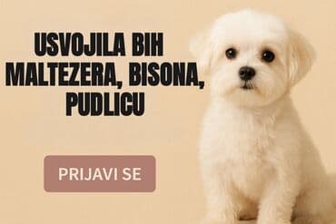 Psi: 💛 Tražim da udomim maltezera ili bišona (može i mešanac tih rasa) 📍 na lalafo.rs Psi: 💛 Tražim da udomim maltezera ili bišona (može i mešanac tih rasa) 📍