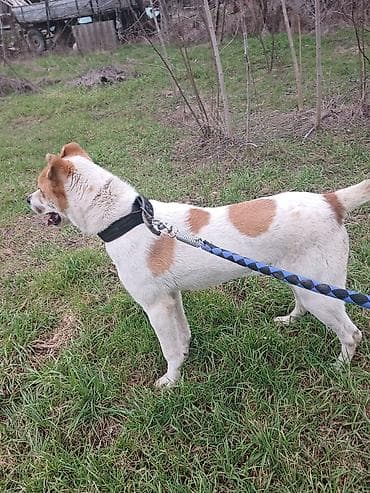 Na prodaju ženka azijata stara 7 meseci dobar je čuvar,Slaže se sa na lalafo.rs Na prodaju ženka azijata stara 7 meseci dobar je čuvar,Slaže se sa