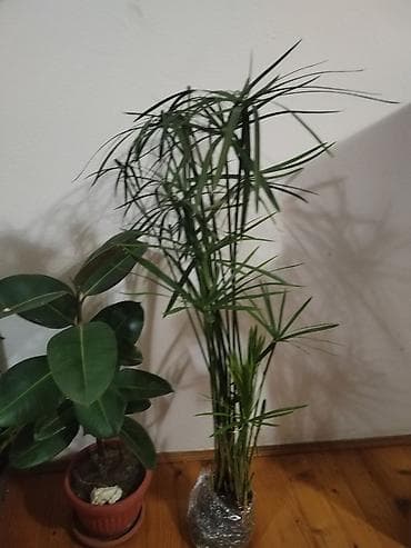 Home & Garden: Fikus elastika (Ficus elastica) u saksiji - Sobna biljka sa krupnim at lalafo.rs — 5 Home & Garden: Fikus elastika (Ficus elastica) u saksiji - Sobna biljka sa krupnim — 5