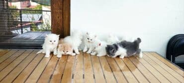 Mačke: Cistokrvni persijski macici spremni za rezervaciju oba roditelja su u na lalafo.rs Mačke: Cistokrvni persijski macici spremni za rezervaciju oba roditelja su u