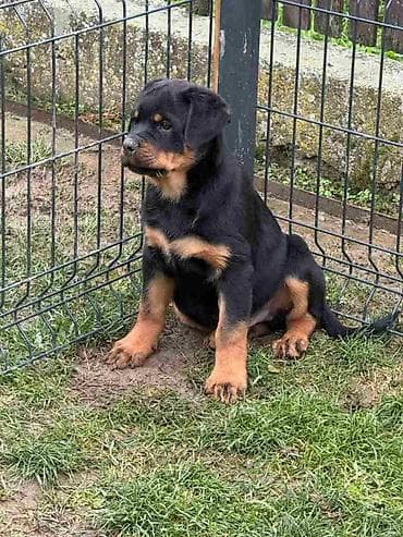 zenske broj: Na prodaju štenad Rottweilera vrhunskog porekla. Odgajivačnica Euro at lalafo.rs — 1 zenske broj: Na prodaju štenad Rottweilera vrhunskog porekla. Odgajivačnica Euro — 1