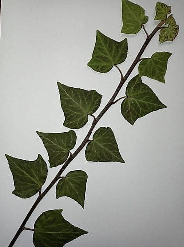 Art & Collectibles: Herbarijumi za fakultete, srednje i osnovne škole -NOVO Ispresovane at lalafo.rs — 2 Art & Collectibles: Herbarijumi za fakultete, srednje i osnovne škole -NOVO Ispresovane — 2