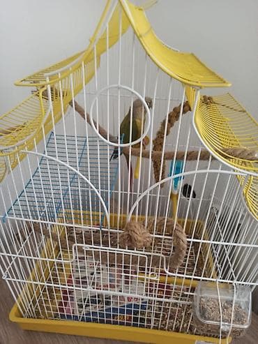 Papagaj braonouhi 7 meseci star prstenovan zenka ako se ne varam nije na lalafo.rs Papagaj braonouhi 7 meseci star prstenovan zenka ako se ne varam nije