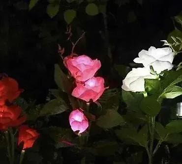 Solarna svetleca RUZA sa tri cveta ROZE I BELA 1149.0 na lalafo.rs — 2 Solarna svetleca RUZA sa tri cveta ROZE I BELA 1149.0 — 2