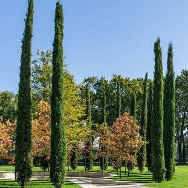 Toskanski čempres (Cupressus sempervirens ‘Stricta’) – ukrasno na lalafo.rs Toskanski čempres (Cupressus sempervirens ‘Stricta’) – ukrasno