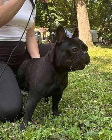 Francuski Buldog star godinu ipo dana Mladi sampion srbije Za ostale na lalafo.rs — 4 Francuski Buldog star godinu ipo dana Mladi sampion srbije Za ostale — 4