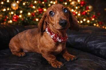 Ekskluzivno štene standard jazavičara merle boja Naši pažljivo na lalafo.rs Ekskluzivno štene standard jazavičara merle boja Naši pažljivo