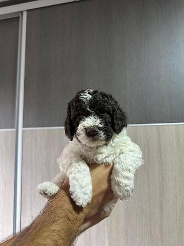 zenske broj: U ponudi stenci rase lagoto romanjolo ostenjeni 02.09 muzijaci i at lalafo.rs — 5 zenske broj: U ponudi stenci rase lagoto romanjolo ostenjeni 02.09 muzijaci i — 5