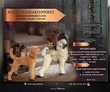 U ponudi štenci Kraljevske pudle vrhunskog porekla. Tel/Viber na lalafo.rs U ponudi štenci Kraljevske pudle vrhunskog porekla. Tel/Viber
