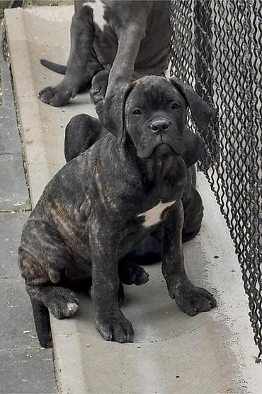 Dostupni za rezervaciju stenci Cane Corso iz registrovane at lalafo.rs — 10 Dostupni za rezervaciju stenci Cane Corso iz registrovane — 10