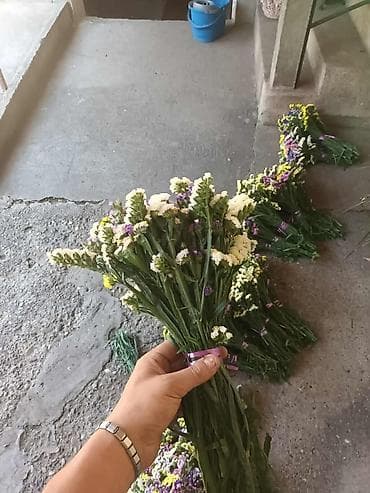 🌸 Statica suvo cvece
Buket za samo 🌸❌ at lalafo.rs — 9 🌸 Statica suvo cvece
Buket za samo 🌸❌ — 9