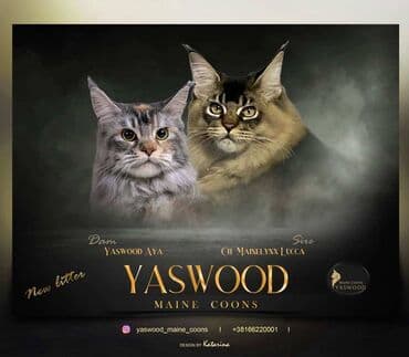 Maine Coon macici vrhunskog porekla iz odgajivacnice Yaswood. Samo za na lalafo.rs Maine Coon macici vrhunskog porekla iz odgajivacnice Yaswood. Samo za