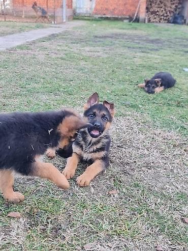Na prodaju stenci kratkodlakog nemackog ovcara! Informacije na na lalafo.rs Na prodaju stenci kratkodlakog nemackog ovcara! Informacije na