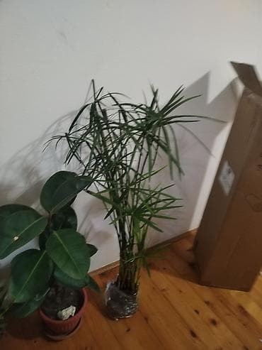 Home & Garden: Fikus elastika (Ficus elastica) u saksiji - Sobna biljka sa krupnim at lalafo.rs — 4 Home & Garden: Fikus elastika (Ficus elastica) u saksiji - Sobna biljka sa krupnim — 4