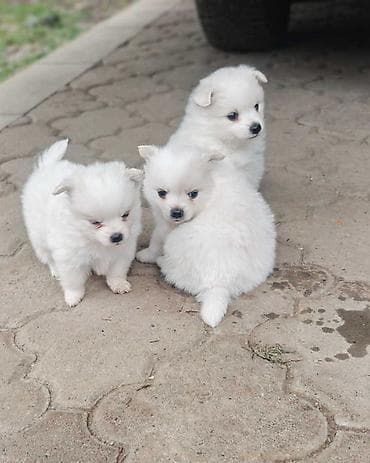 za svaki dan: Nemački špic, štenci snežno bele boje, sitne građe, ženskog pola at lalafo.rs — 4 za svaki dan: Nemački špic, štenci snežno bele boje, sitne građe, ženskog pola — 4