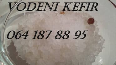 Prodajem Vodeni kefir zrnca Japanski kristali strtna maja na lalafo.rs Prodajem Vodeni kefir zrnca Japanski kristali strtna maja