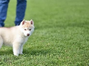 zenske broj: Prelepi štenci sibirskog haskija na prodaju. U ponudi štenci sibirskog at lalafo.rs — 6 zenske broj: Prelepi štenci sibirskog haskija na prodaju. U ponudi štenci sibirskog — 6