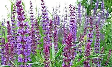 Seme ukrasnog cveća – više vrsta - Perena sapunjača (Saponaria na lalafo.rs — 3 Seme ukrasnog cveća – više vrsta - Perena sapunjača (Saponaria — 3