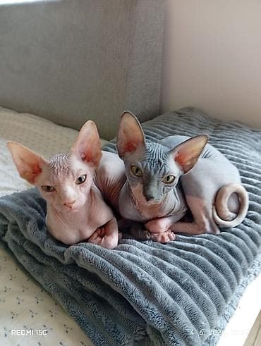 Preostala su još dva prelepa mužjaka Sphynx mačića stara 3,5 meseca na lalafo.rs Preostala su još dva prelepa mužjaka Sphynx mačića stara 3,5 meseca