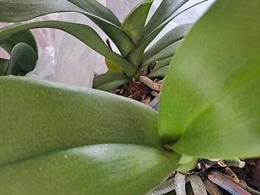 Sanseverije sa prve tri slike su 800, Orhideje sa cetvrte i pete su na lalafo.rs — 4 Sanseverije sa prve tri slike su 800, Orhideje sa cetvrte i pete su — 4