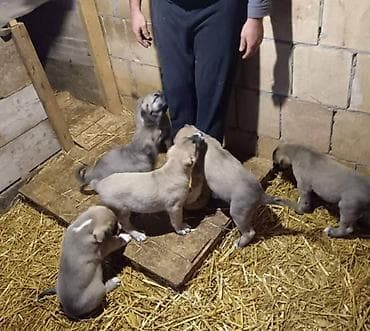 zenske broj: Na prodaju štenad Turskog Kangala, "radne" linije! !! Leglo br. 1- na at lalafo.rs — 7 zenske broj: Na prodaju štenad Turskog Kangala, "radne" linije! !! Leglo br. 1- na — 7