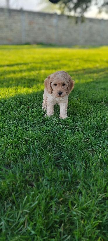 Prelepe bebe patuljaste pudle: umiljate, vesele, razigrane, odlicnog na lalafo.rs Prelepe bebe patuljaste pudle: umiljate, vesele, razigrane, odlicnog