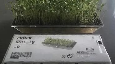 Seeds and seedlings: IKEA FRÖER komplet za klijanje mikrobilja Opis: - Set za jednostavno at lalafo.rs — 2 Seeds and seedlings: IKEA FRÖER komplet za klijanje mikrobilja Opis: - Set za jednostavno — 2