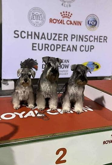 zenske broj: Patuljasti ŠNAUCERI biber so Odgajivacnica PATULJASTIH SNAUCERA Belih at lalafo.rs — 3 zenske broj: Patuljasti ŠNAUCERI biber so Odgajivacnica PATULJASTIH SNAUCERA Belih — 3