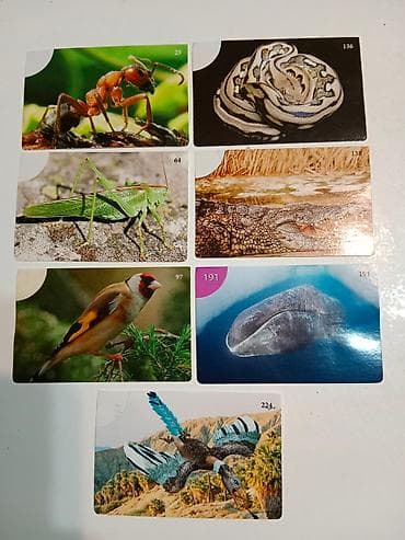 Životinjsko carstvo album 2008. Skupljam sličice iz ovog starog na lalafo.rs — 2 Životinjsko carstvo album 2008. Skupljam sličice iz ovog starog — 2