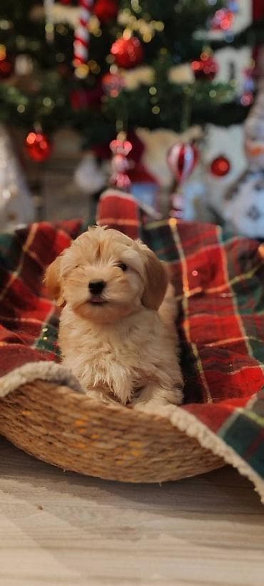 zenske broj: U prilici smo da ponudimo stence havanskog bisona ostenjeni 05 11 at lalafo.rs — 8 zenske broj: U prilici smo da ponudimo stence havanskog bisona ostenjeni 05 11 — 8