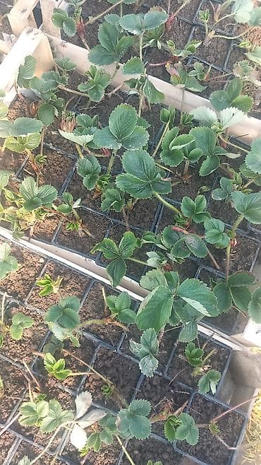 Sadnice jagode u casama 50din komad.iz zemlje direktno 20din komad na lalafo.rs Sadnice jagode u casama 50din komad.iz zemlje direktno 20din komad