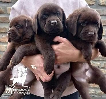 Labrador Retriver štenci, čokoladni Labrador Retriver štenci u ponudi na lalafo.rs Labrador Retriver štenci, čokoladni Labrador Retriver štenci u ponudi