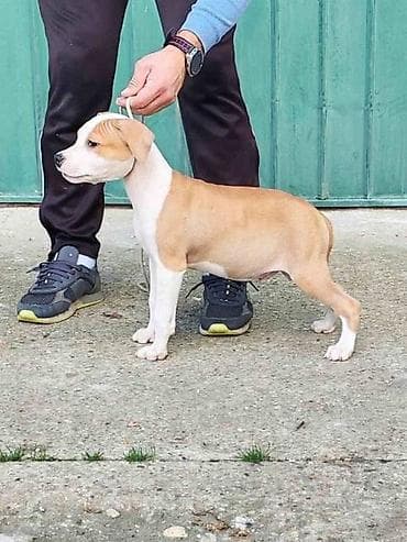 zenske broj: Američki Stafordski terijer štenci Odgajivačnica Eternal Kingdom ima at lalafo.rs — 8 zenske broj: Američki Stafordski terijer štenci Odgajivačnica Eternal Kingdom ima — 8