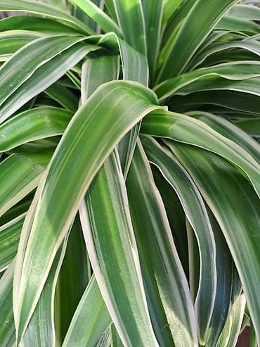 Chlorophytum, velike biljke u saksijama, Chlorophytum sa prve slike na lalafo.rs — 7 Chlorophytum, velike biljke u saksijama, Chlorophytum sa prve slike — 7