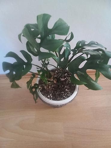 Na prodaju monstera tetrasperma minima variegeta i adansoni mint cena na lalafo.rs — 1 Na prodaju monstera tetrasperma minima variegeta i adansoni mint cena — 1