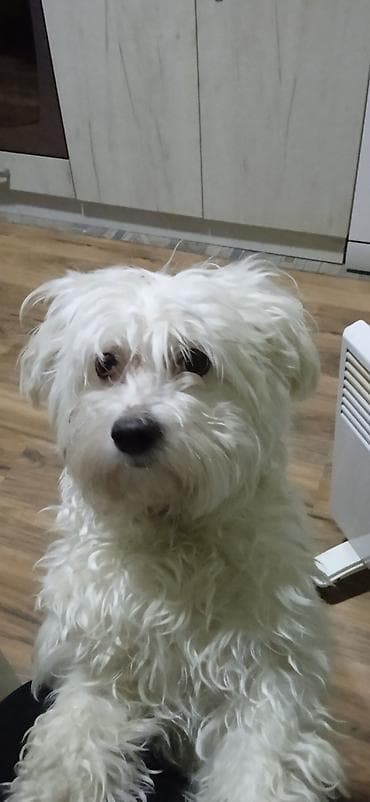 zenske broj: Poklanjam maltezerku, staru 3,5 godine, bele boje. - Pol: ženka - at lalafo.rs — 3 zenske broj: Poklanjam maltezerku, staru 3,5 godine, bele boje. - Pol: ženka - — 3