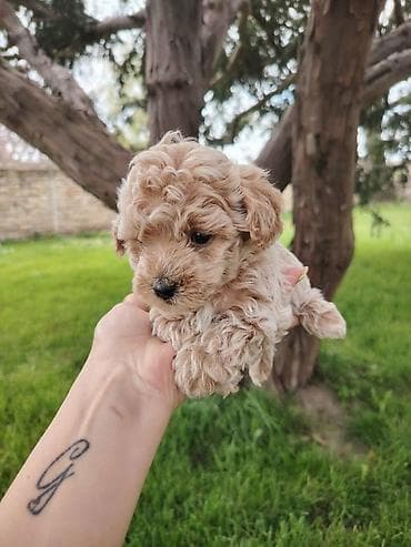 Maltipoo stenci spremni za preuzimanje, vakcinisani i cisceni od at lalafo.rs — 7 Maltipoo stenci spremni za preuzimanje, vakcinisani i cisceni od — 7