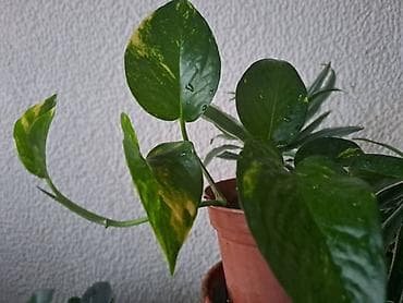 Home & Garden: Semena Palme sa prve slike, pakovanje 5 komada je 600 dinara at lalafo.rs — 7 Home & Garden: Semena Palme sa prve slike, pakovanje 5 komada je 600 dinara — 7
