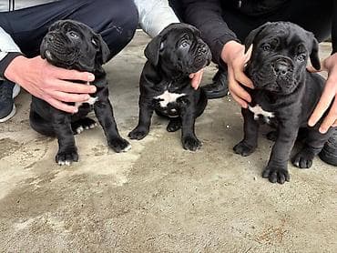 zenske broj: U ponudi 3 prelepa zenska steneta cane corso redovno cisceni od at lalafo.rs — 7 zenske broj: U ponudi 3 prelepa zenska steneta cane corso redovno cisceni od — 7