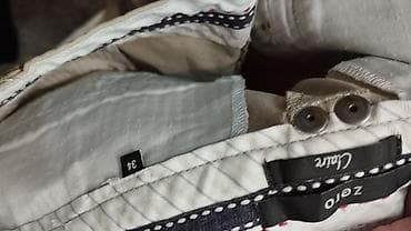 pantalone gina benotti: Zero bež pantalone.
Pogledajte i ostale moje oglase na lalafo.rs — 3 pantalone gina benotti: Zero bež pantalone.
Pogledajte i ostale moje oglase — 3