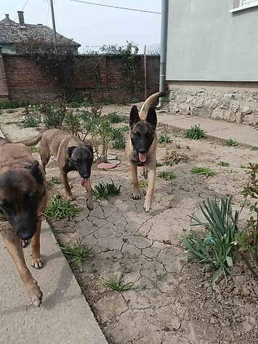 Belgijski ovčar MALINOA štenci Stenci 6 meseci stari, dva muska i na lalafo.rs Belgijski ovčar MALINOA štenci Stenci 6 meseci stari, dva muska i