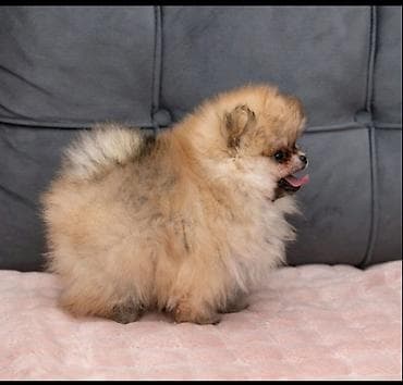 zenske broj: U ponudi dva steneta Pomeranca starosti 2 meseca. Muzjak i zenka at lalafo.rs — 4 zenske broj: U ponudi dva steneta Pomeranca starosti 2 meseca. Muzjak i zenka — 4