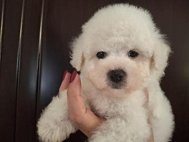 Na prodaju prelepi štenci Kovrdžavog Bišona, rođeni 25.01.2026 na lalafo.rs Na prodaju prelepi štenci Kovrdžavog Bišona, rođeni 25.01.2026