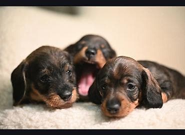 Na prodaju štenci rase oštrodlaki jazavičar - kunićar (odrasla jedinka na lalafo.rs Na prodaju štenci rase oštrodlaki jazavičar - kunićar (odrasla jedinka